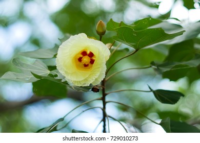 Flower Of Portia Tree Hardy Seaside Tree 