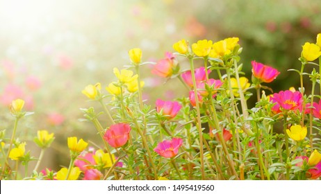 Flower Portulaca In the morning garden with sunlight