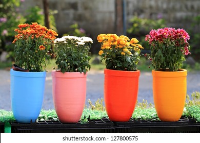 Flower In Pot