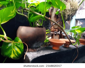 Flower Pot Above The Fish Pond