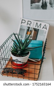 Flower In A Pot, A Pot Of Aloe, Glossy Magazine, Sunglasses.