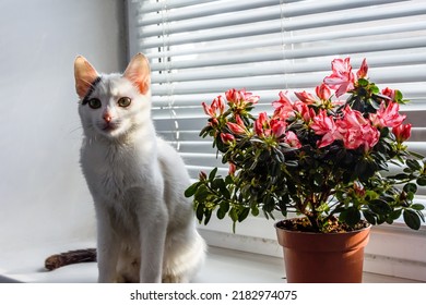 Flower Pot With Blooming Azalea Plant On A Windowsill