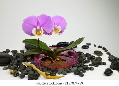 Flower pot with a blooming purple-pink orchid stands on a white table among black pebbles and colorful burning candles