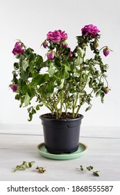 Flower pot with a faded red rose Bush on a white wooden background.