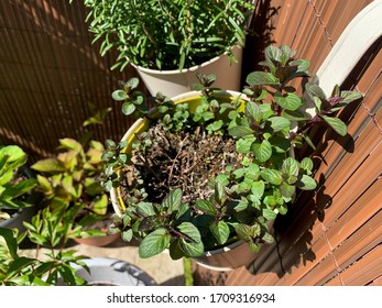 Flower Pot With Fresh Chocolate Mint Plant Hanging On A Brown Balcony Fence Directly Above View, Garden Herbs In The Garden On The Balcony