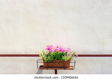 flower pot on empty the wall, pink flowers with copy space
