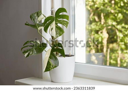 A flower in a pot on the window in a pot with automatic watering. Beautiful white monstera deliciosa var. borsigiana alba is a variety of variegata alba houseplant with leaves with a beautiful pattern