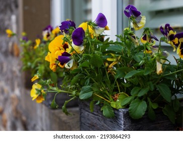 Flower Pot On The Windowsill Outside The House