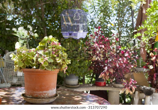 Flower Pot Over Arabic Garden Table Stock Photo Edit Now 313707290