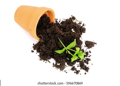 Flower Pot With Spilled Out Soil Isolated, Damage Concept