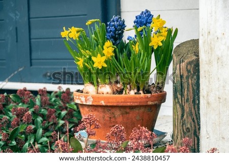 Flower pot with spring flowers. Home and garden Easter decoration