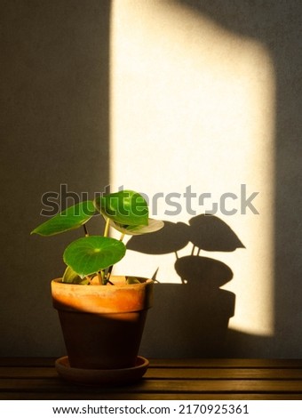 A flower in a pot. The sun's rays