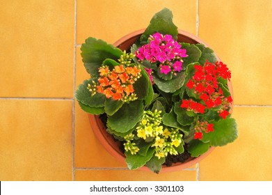 Flower Pot In Terrace From Above (1)