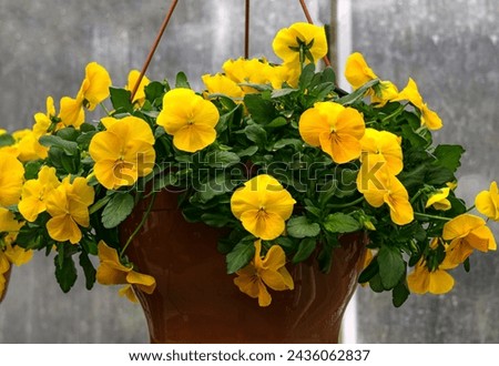 Flower pot with yellow pansies in a greenhouse