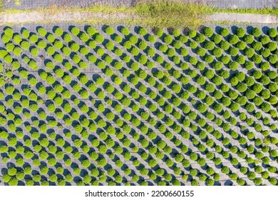 Flower Potted Plants. Outdoor Plant Nursery, Aerial View