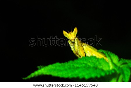 flower prating mantis looking