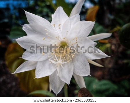 Flower of Princess of the Night or epiphyllum pumilum. Epiphyllum oxypetalum or Lady of the Night, Night-blooming Cactus, Night-blooming Caerus, Orchid Cactus, Queen of the Night, wijayakusuma