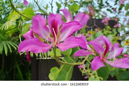 369 Phanera purpurea Images, Stock Photos & Vectors | Shutterstock