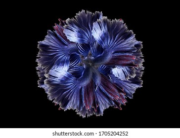 Flower From Purple Betta Fish And Black Background