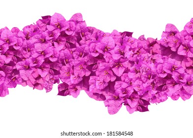 Flower purple blooming of bougainvilleas isolate on white background 