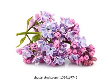 Flower Purple Lilac, Syringa Vulgaris Isolated On White Background.