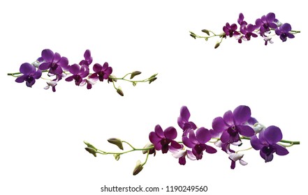  Flower Purple Orchid Background White.