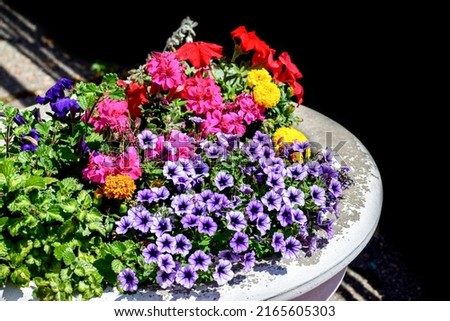 Flower of purple petunia, pink geranium and yellow marigold flowers in a vase on a dark background