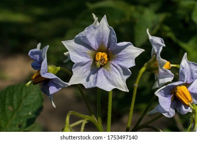 Flower Of The Purple Potato. The Potatoes Are Rich In Antioxidants And Are Linked To Healthier Cholesterol Levels, Improved Vision A Reduced Risk Of Heart Disease, Certain Cancers, And Diabetes.