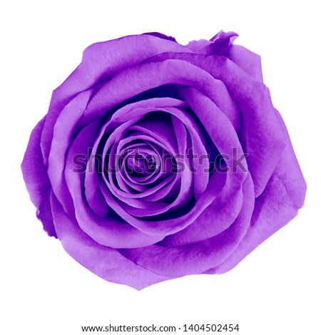 flower purple rose isolated on white background  with clipping path. Close-up. Nature.