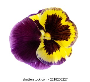Flower With Purple And Yellow Petals Isolated On White Background