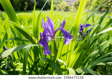 Flower of rabbitear iris in Japan