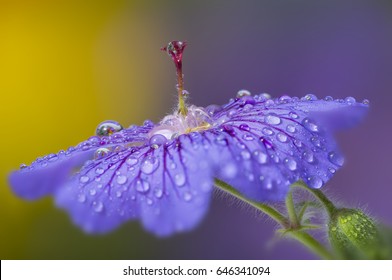 flower with rain drops