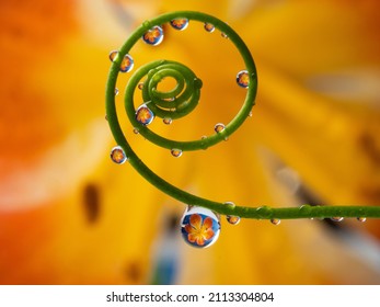 Flower And Rain Drops - Macro Photography