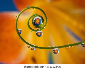 flower and rain drops - macro photography - Powered by Shutterstock