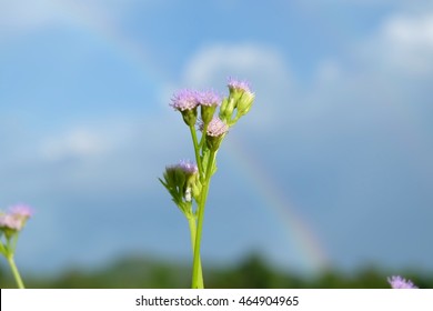 Flower with rainbow background