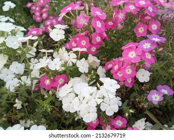 Flower At Ramoji Film City