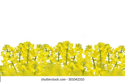 Flower of a rapeseed, Brassica napus, isolated on white background