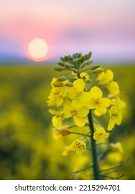 Flower Of A Rapeseed ( Brassica Napus ) At Sunset. Agricultural Plant Used In The Production Of Biofuel.