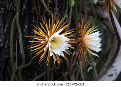 the flower of the rare cactus Queen of the Night, which blooms for only one night. Night princess, moon cactus, Selenicereus grandiflorus