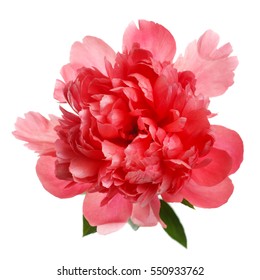 Flower rare salmon-colored peony isolated on white background.