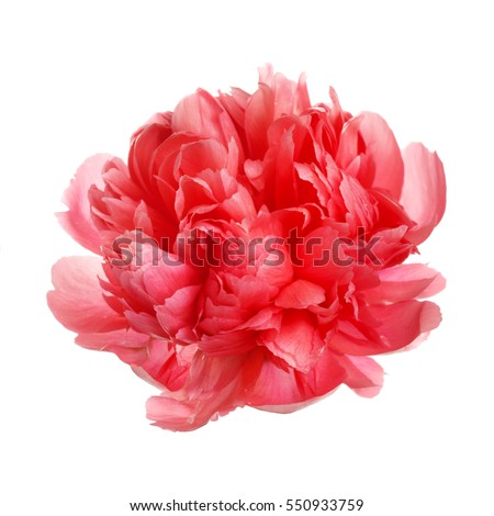 Flower rare salmon-colored peony isolated on white background.