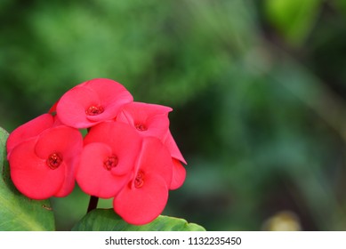 Flower red macro