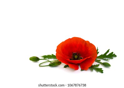 Flower red poppies and buds (Papaver rhoeas, common names: corn poppy, corn rose, field poppy, red weed) on a white background with space for text.