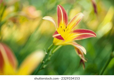 Flower with red and yellow petals is blooming.
					The name of this Daylily is Gay Troubadour.
					Scientific name is Hemerocallis.