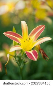 Flower with red and yellow petals is blooming.
					The name of this Daylily is Gay Troubadour.
					Scientific name is Hemerocallis.