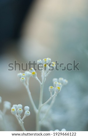 flower , redflower ,white flower,yellow flower,white flower