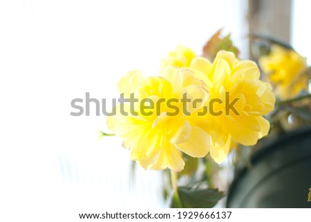 flower , redflower ,white flower,yellow flower,white flower