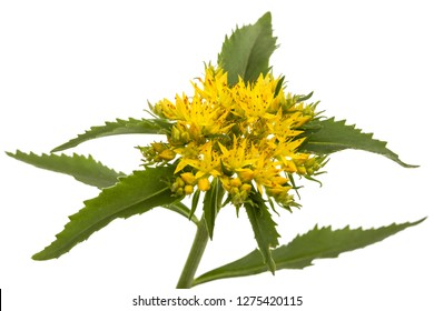 Flower Of Rhodiola Rosea, Isolated On White Background