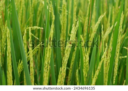 flower rice plants, have started out the rice flower comes out, just contains the fruit, looks still green, towering upwards, not yet bent, because it is not yet full, the fruit is in the pollination  ストックフォト © 