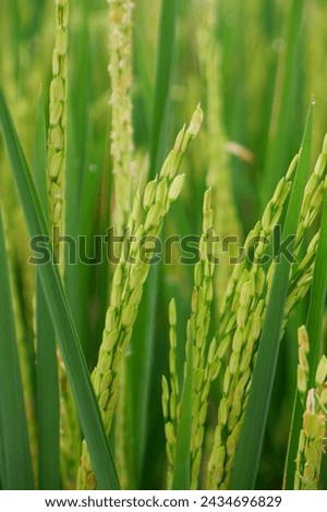 flower rice plants, have started out the rice flower comes out, just contains the fruit, looks still green, towering upwards, not yet bent, because it is not yet full, the fruit is in the pollination  ストックフォト © 
